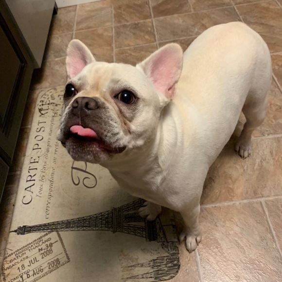 Meet your Posher, Chandice - Picture 1 of 1